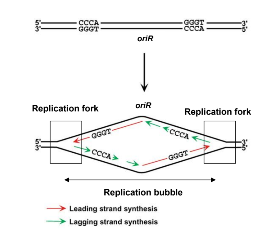 <p>DNA replication begins at <strong>one or more sites</strong> on the DNA molecule called <strong>origins of replication (oriR)</strong></p><ul><li><p>Each oriR is a <strong>specific sequence of nucleotides</strong>, which is generally <strong><u>A-T rich</u></strong> </p><ul><li><p>There are only 2 hydrogen bonds between each A-T base pair, hence it is easier to disrupt the bonds as less energy is needed to overcome them</p></li></ul></li></ul><p></p><p>Steps:</p><ol><li><p><strong>Initiator proteins</strong>, proteins that initiate DNA replication, recognise this A-T rich, oriR sequence and bind to this sequence <em>[initiator proteins do not break the hydrogen bonds between the nitrogenous base pairs]</em></p></li><li><p>The DNA double-helix is separated into two strands, where <strong>ATP is required</strong>, forming a replication ‘bubble’.</p></li><li><p>The length of DNA unwound to initiate replication is typically ~ 50 base pairs.</p></li><li><p>At each end (2 ends) of a replication bubble is a Y-shaped structure called a <strong>replication fork</strong>, where the new strands of DNA are synthesised. The two replication forks move away from the oriR as replication proceeds bidirectionally (unzipping happens both ways), until the entire DNA molecule is separated</p></li></ol><p></p>