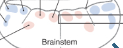 <p>label nuclei groups</p>