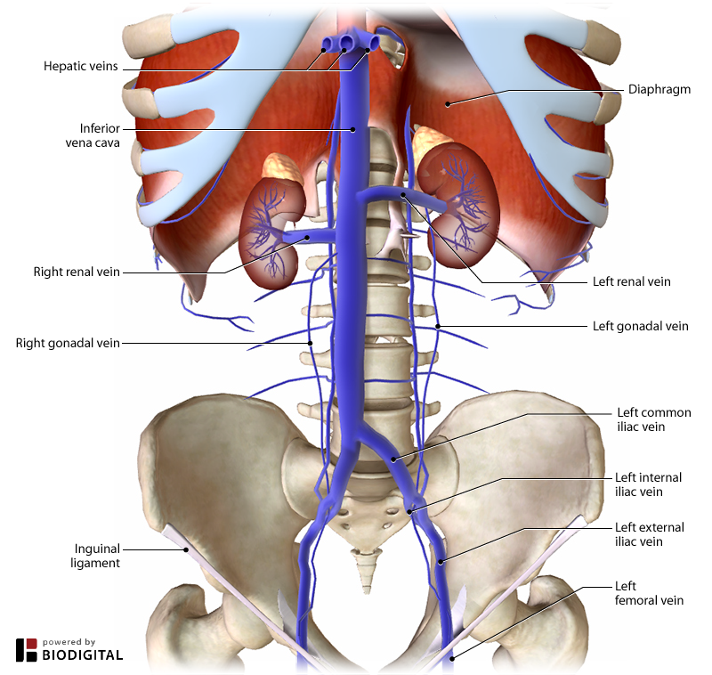<p>don't need to pass through liver before returning to heart</p>
