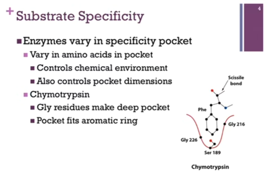 <p>Enzymes vary in the <strong>specificity pocket</strong>!</p><p>At least in the case of these 3 enzymes.</p><p>AKA they vary in the amino acids that form that pocket:<strong> controls the chemical environment</strong> <strong>and dimensions of that pocket</strong> (that is, the amino acid residues that comprise that pocket!).</p><p>First example = <strong>Chymotrypsin</strong>! Specificity pocket in red! Can see Gly residues on the sides of that pocket. Gly = smallest amino acid; gives us the largest dimensions on the pocket => allows us to ACCOMMODATE large AR rings! (like Phe!). <strong>Note the Ser residue at the bottom of the pocket (Ser = polar but no charge there so as to repel the very nonpolar Phe sidechain!)</strong>.</p><p>Let’s look at the<strong> RELATIONSHIP between the specificity and the active site</strong>. Have Phe sidechain fitting nicely in our SPECIFICITY pocket. Here is SCISSILE bond, the ONE that is going to FIT IN THE active site to be hydrolyzed!!). SO the sidechain sits in the pocket AND that perfectly positions that scissile bond IN THE ACTIVE SITE. AKA the SPECIFICITY pocket is DIFFERENT than the active site but adjacent to it.</p>