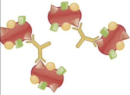 <p>Monoclonal antibodies typically recognize…</p>