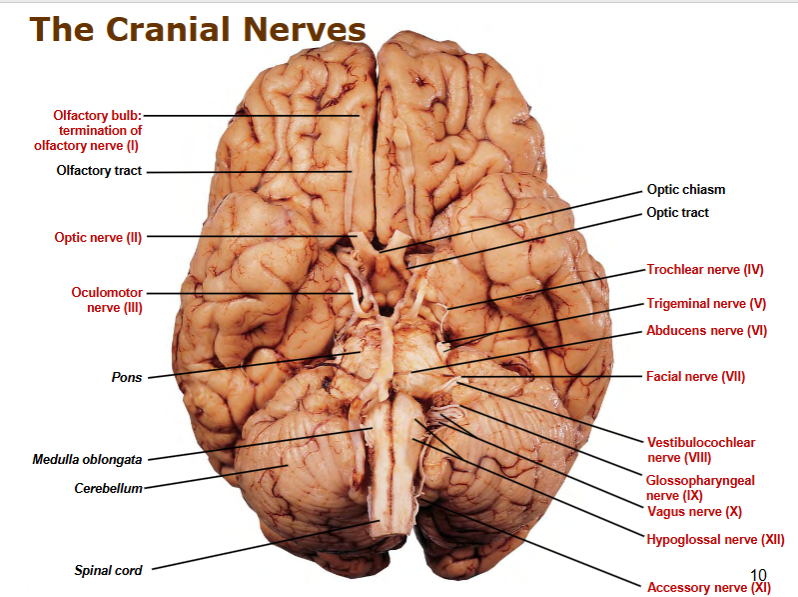 <p>olfactory bulb 1</p><p>optic nerve 2</p><p>oculomotor nerve</p><p>trochlear nerve 4</p><p>trigeminal nerve 5</p><p>abducens nerve 6</p><p>facial nerve 7</p><p>vestibulocochlear nerve 8</p><p>glossopharyngeal nerve 9</p><p>vargus nerve 10</p><p>hypoglossla nerve 12</p><p>accessory nerve 11</p>