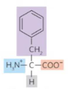 <p>what amino acid is this?</p>
