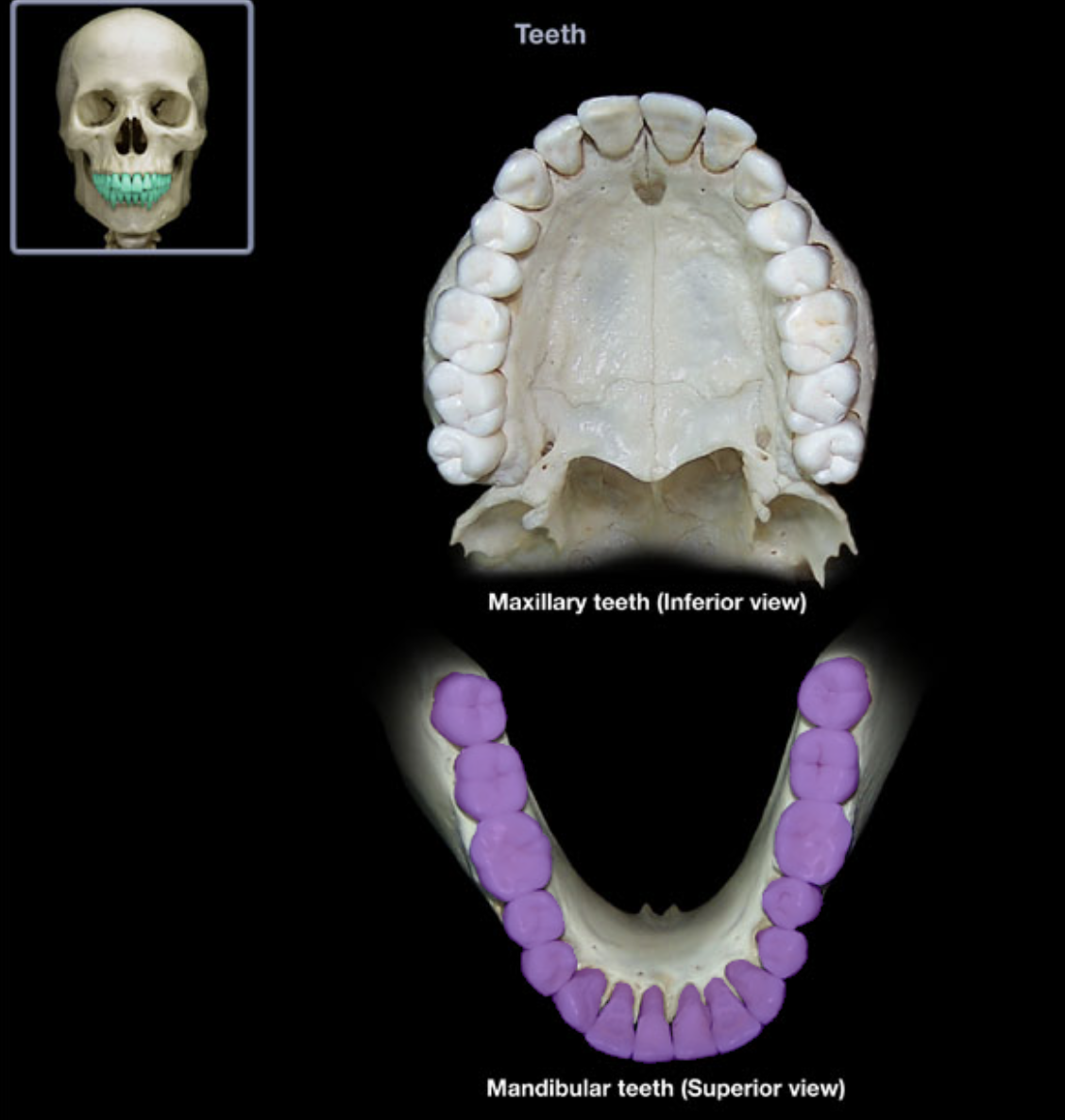 knowt flashcard image