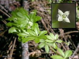 <ul><li><p>Narrow leaves in whorls around stem</p></li><li><p>Weak sprawling stems</p></li><li><p>Tiny white flowers in summer</p></li><li><p>Sticky hooked hairs cling to clothing</p></li><li><p>Moist forest understory</p></li></ul><p></p>