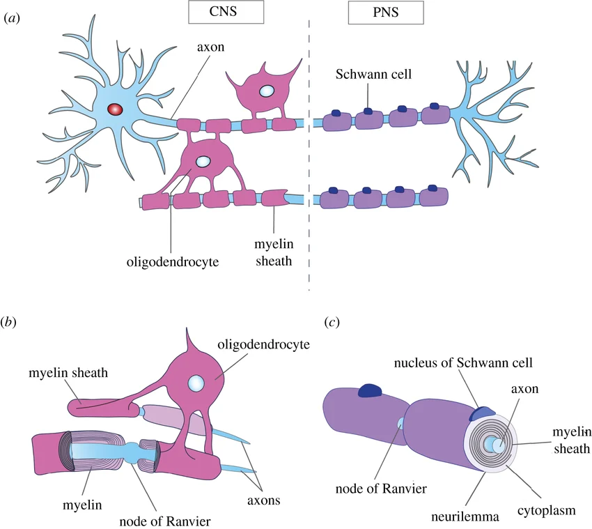 <p>-myelin is made from Oligo’s</p><p>-cell processes wrap around CNS axons, but cell bodies dont surround axons, so no neurolemma (= little regen.)</p>