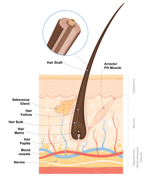 <p>Hair shaft</p>