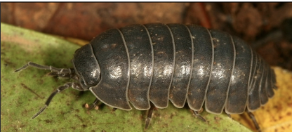 <p>Is this pill bug a crustacean?</p>