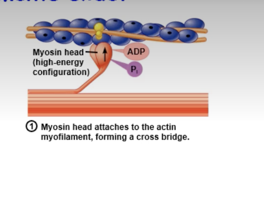 <ul><li><p>myosin forms a bond and myosin is in a position of high energy (cocked)</p></li><li><p>associated with the head of the myosin there is molecule of ADP and molecule of inorganic phosphate, referred to as pi<br>   - ADP and Pi are the products from the hydrolysis of the ATP molecule which is dead by the myosin head (the head is an enzyme)</p></li><li><p>Pi falls off as a result of myosin binding to the act, causing a sublte shape change</p></li></ul><p></p>