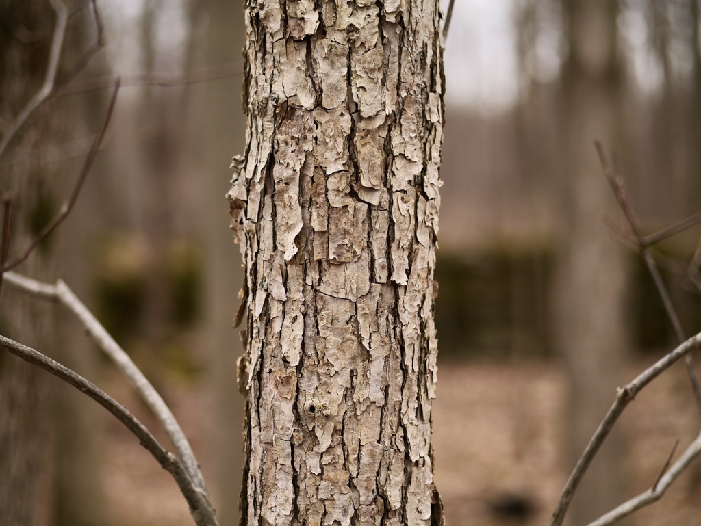 <p>Flakey: Bark with small, rectangular or linear patches that overlap or abut.</p>