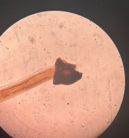 <p>přežvýkavci</p>