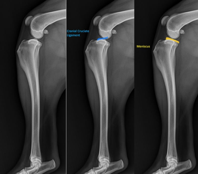<p>CRANIAL CRUCIATE LIGAMENT</p>