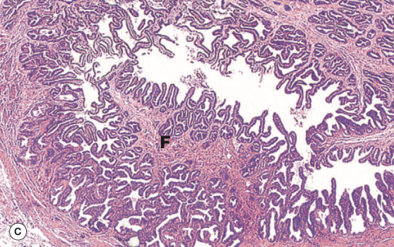 <p>Identify the Organ and Structures?</p>