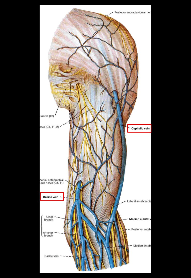 <p>cephalic vein, basilic vein </p>