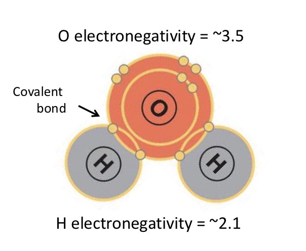 <p>Which atom has more electronegativity and what does this mean?</p>