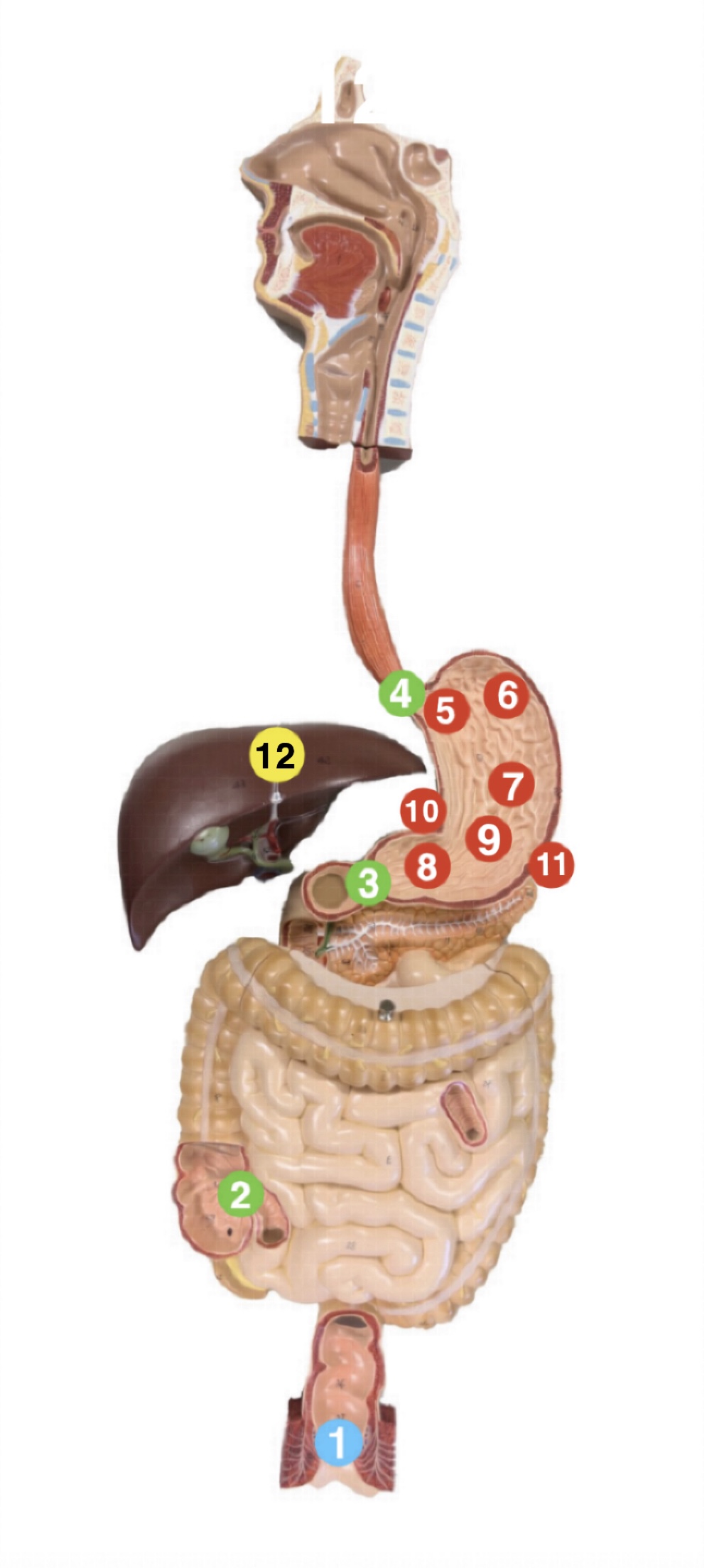 <p>Which region of the stomach is (8) pointing to?</p>