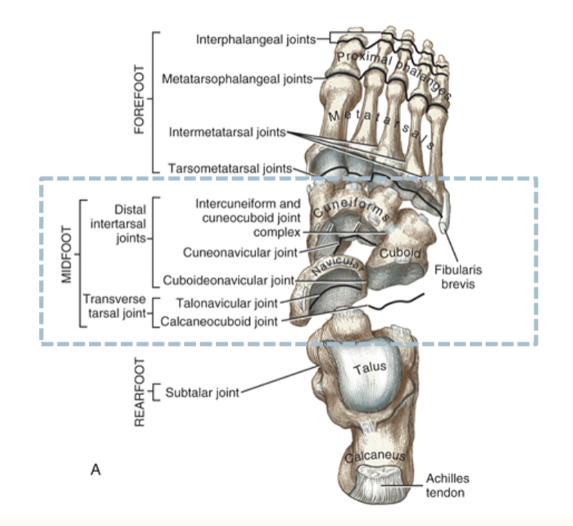 <p>the talonavicular and calcaneocuboid joints </p>