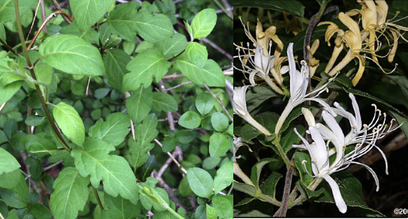 <p>Family<br>Genus<br>Species<br>Common Name</p>