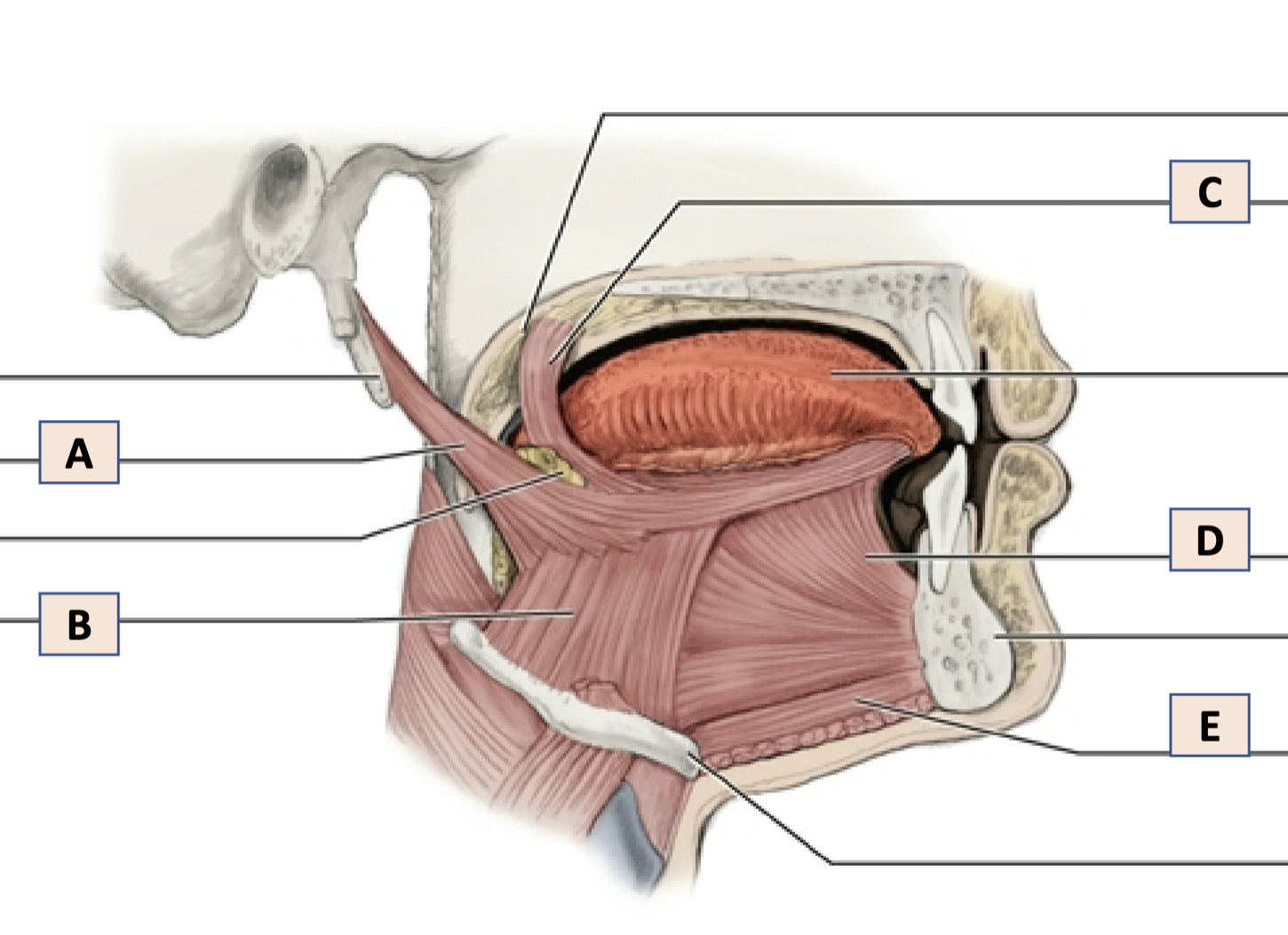 <p>B</p>