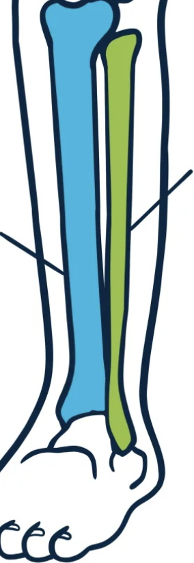 <p>What are the two lower leg bones?</p>