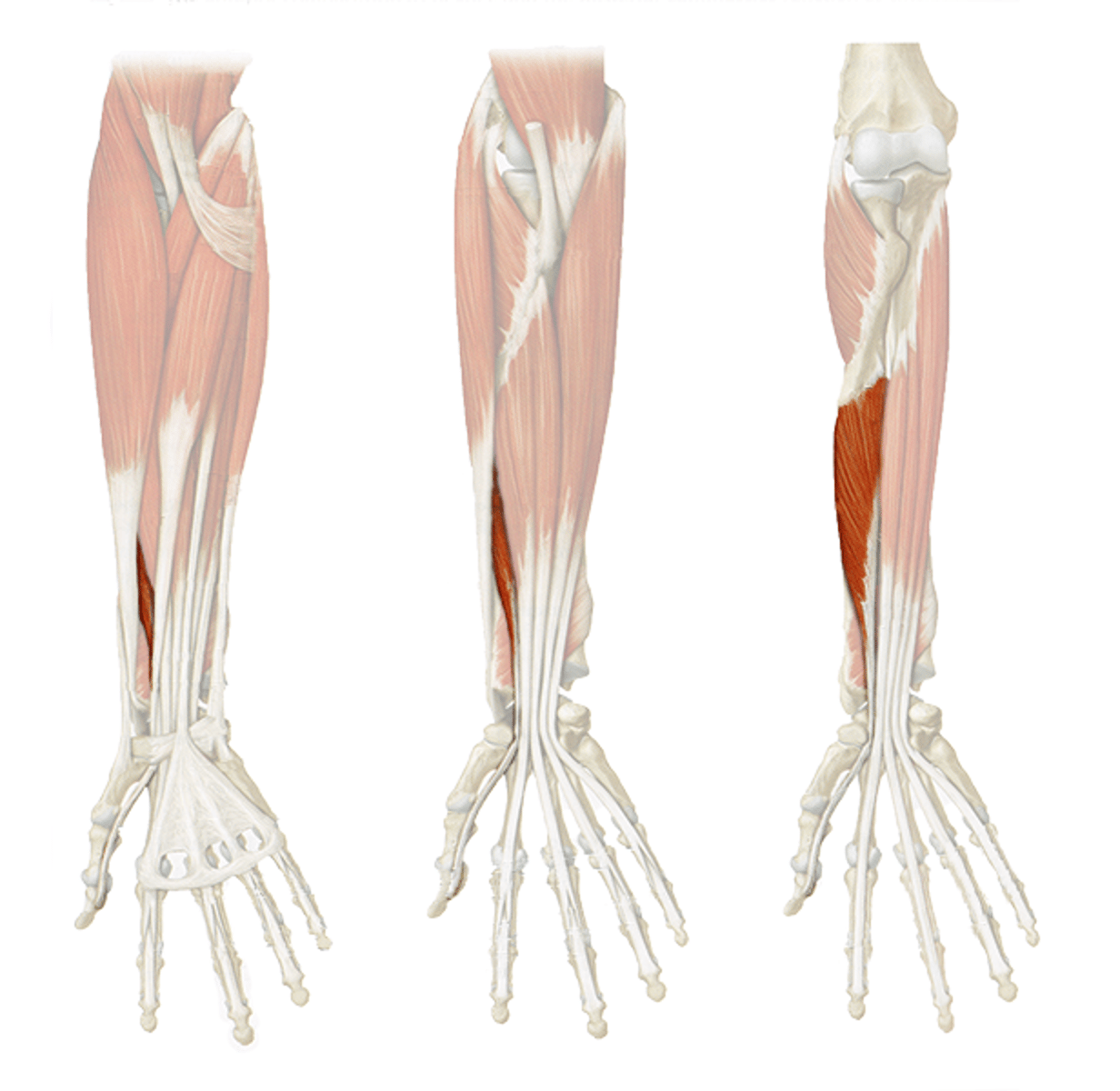 <p>Origin: Middle of anterior radius and interosseous membrane.</p><p>Insertion: Base of distal phalanx of thumb.</p><p>Innervation: Median nerve.</p><p>Action: Flexion of IP, MP, and CMC joints of thumb; wrist flexion.</p>