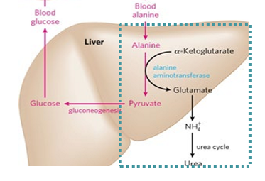 <p>alanine is a source for pyruvate and aspartate/urea cycle - moving amino acids to the liver allows for gluconeogenesis to happen</p>