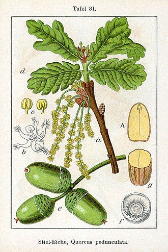 <p>Stieleiche</p>