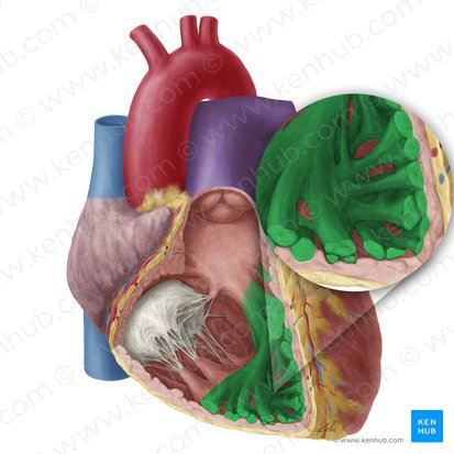 <p>muscular ridges and columns on inside walls of ventricles. Function is to assist the contraction of the heart and facilitate blood flow within ventricles.</p>