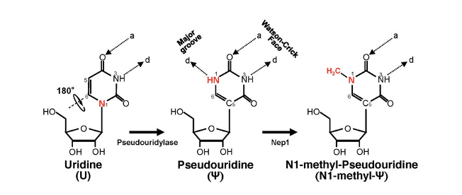 <p><span>vaccines are highly modified to increase translation, stability and decrease innate immunity.</span></p><ul><li><p><span>A significant modification is using pseudouridine instead of uridine</span></p></li></ul><p></p>