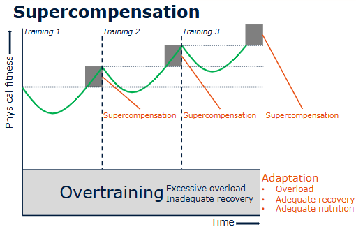 <p>Supercompensation describes the process where performance temporarily improves above baseline after recovery from training.</p><p>Phases:</p><ol><li><p>Training stress → fatigue and reduced performance</p></li><li><p>Recovery phase</p></li><li><p>Adaptation and performance increase</p></li><li><p>Return to baseline if no new stimulus occurs</p></li></ol><p>Correct timing of the next training session is important:</p><ul><li><p>Too early → overtraining/fatigue</p></li><li><p>Too late → adaptation lost</p></li></ul><p>This principle forms the basis of training periodization.</p>