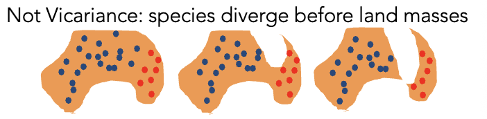 <p>Species diverge <u>before</u> land masses </p>