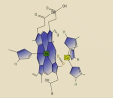 <ul><li><p>Bimetallic</p></li><li><p>Fe-Cu reaction center</p></li><li><p>Binds to the O2 molecule</p></li></ul><p></p><p></p>