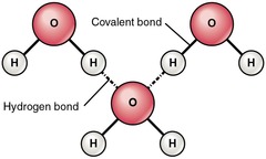 <p>Weak bonds between polar molecules that result in unique characteristics of water.</p>