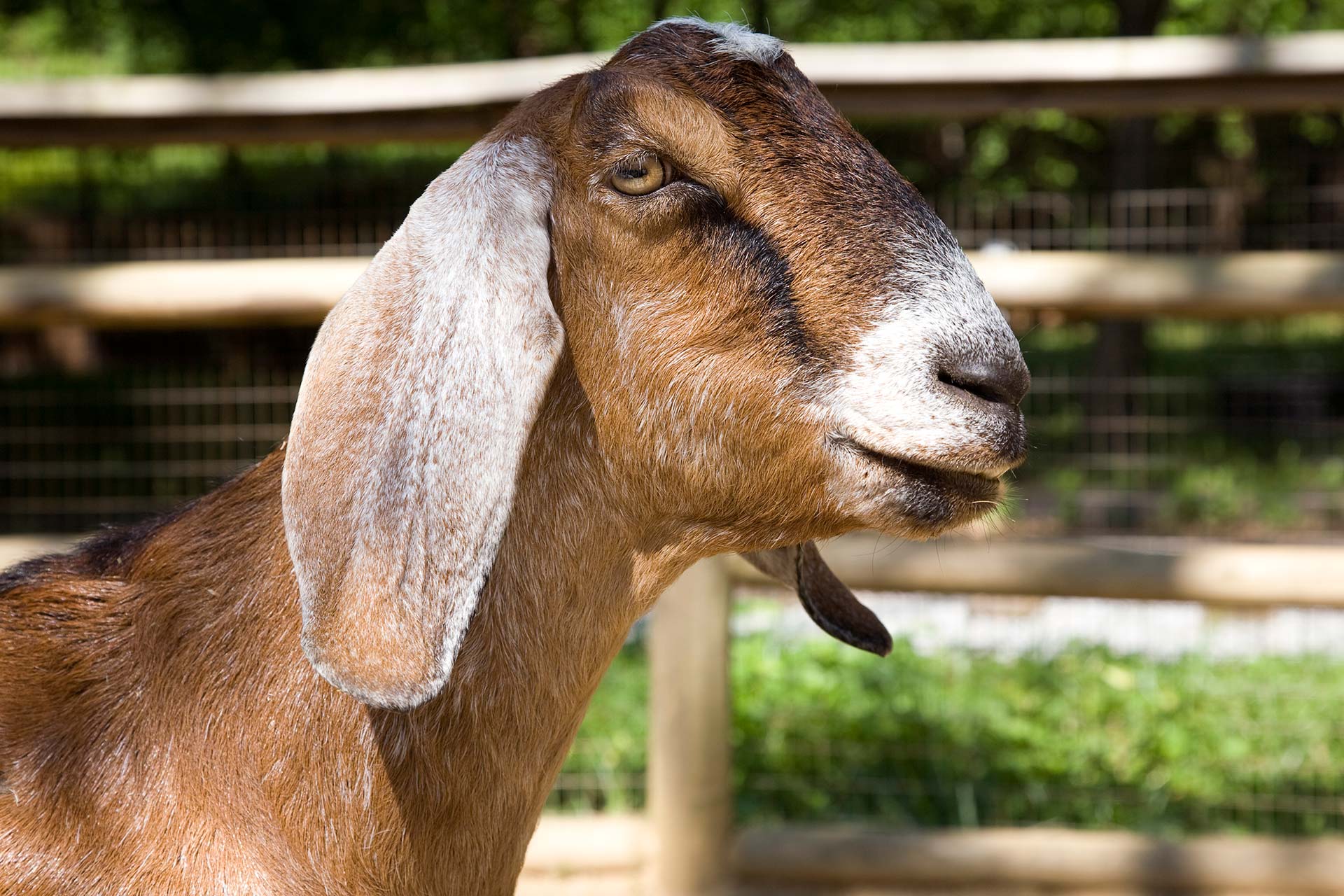 <p>Goat breed</p>