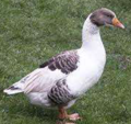 <p>welk type gans is dit</p>