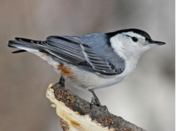 <p>What Bird species is this?</p>