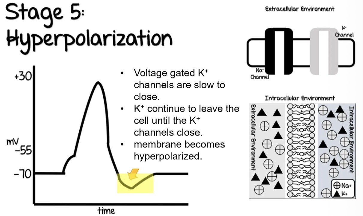 <ul><li><p>Voltage gated K+ channels are slow to close. </p></li><li><p>K+ continue to leave the cell until the K+ channels close. </p></li><li><p>membrane becomes hyperpolarized.</p></li></ul><p></p>