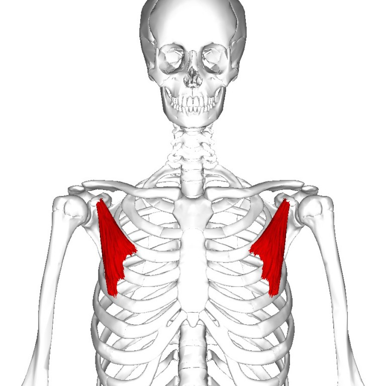 <p>Depresses and protracts shoulder </p>