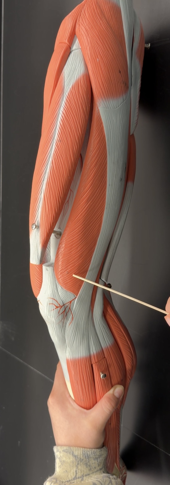<p>name the muscle and its function</p>
