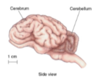 <p>Identify the labeled structures.</p>