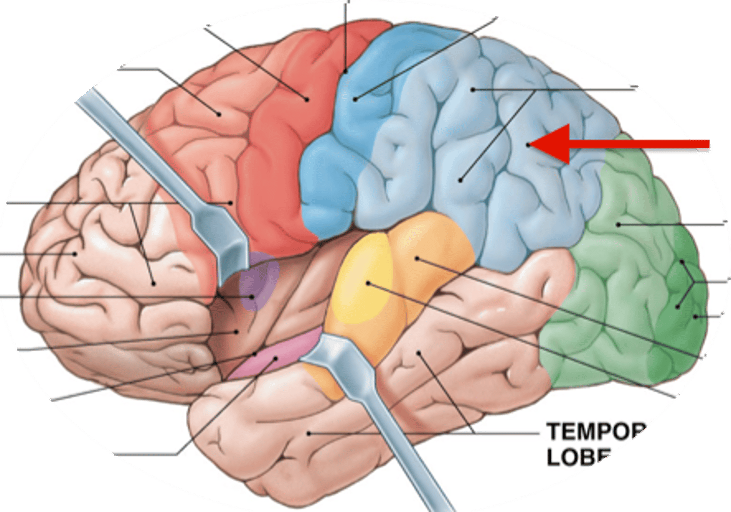 <p>Somatosensory association cortex</p>
