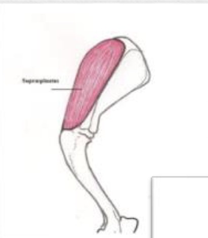 <p>• Origin: Supraspinous fossa</p><p>• Insertion: Greater &amp; lesser</p><p>tubercles of the humerus b.</p><p>• Function: Stabilizes &amp; Extends</p><p>the shoulder</p>