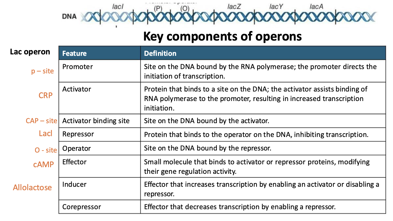 <ul><li><p><strong>Promoter (p-site):</strong> Site on the DNA bound by the RNA polymerase; the promoter directs the initiation of transcription.</p></li><li><p><strong>Activator (CRP):</strong> Protein that binds to a site on the DNA; the activator assists binding of RNA polymerase to the promoter, resulting in increased transcription initiation.</p></li><li><p><strong>Activator binding site (CAP-site): </strong>site on the DNA bound by the activator.</p></li><li><p><strong>Repressor (LacI): </strong>Protein that binds to the operator on the DNA, inhibiting transcription.</p></li><li><p><strong>Operator (O-site): </strong>Site on the DNA bound by the repressor.</p></li><li><p><strong>Effector (cAMP): </strong>Small molecule that binds to activator or repressor proteins, modifying their gene regulation activity.</p></li><li><p><strong>Inducer (Allolactose): </strong>Effector that increases transcription by enabling an activator or disabling a repressor.</p></li><li><p><strong>Corepressor:</strong> Effector that decreases transcription by enabling a repressor.</p></li></ul><p></p>