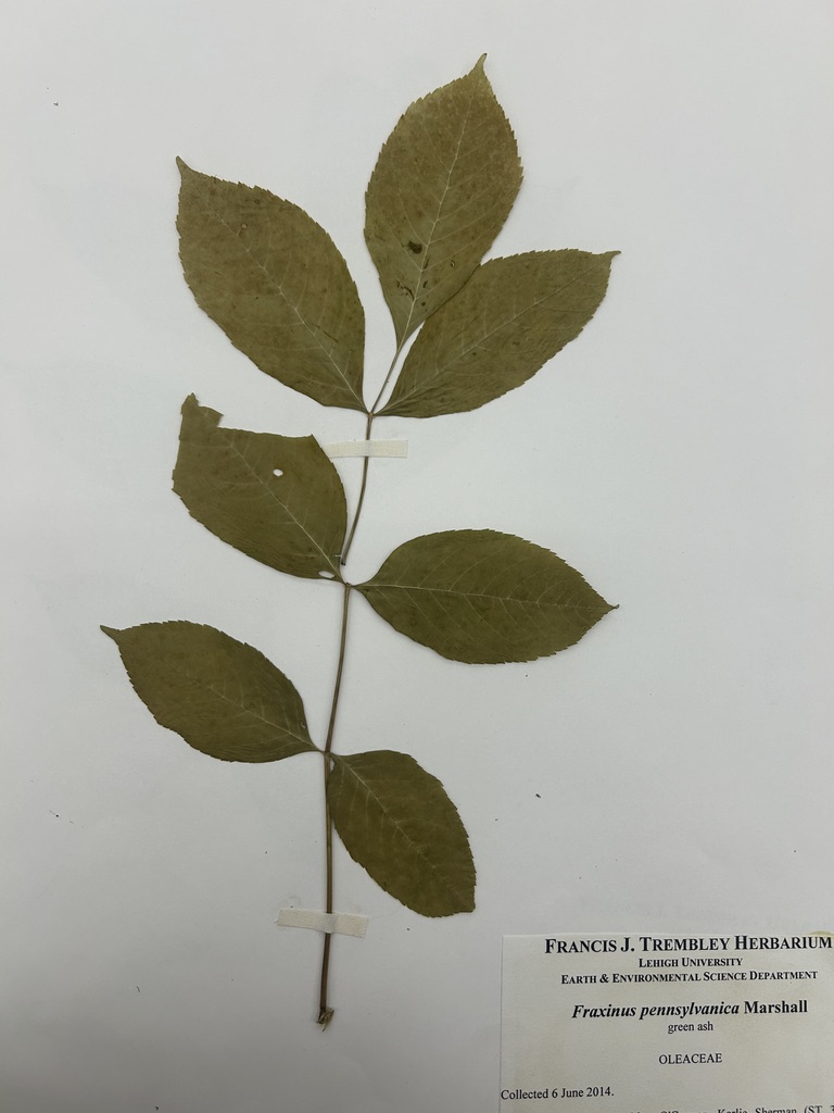 <p>Green ash</p>