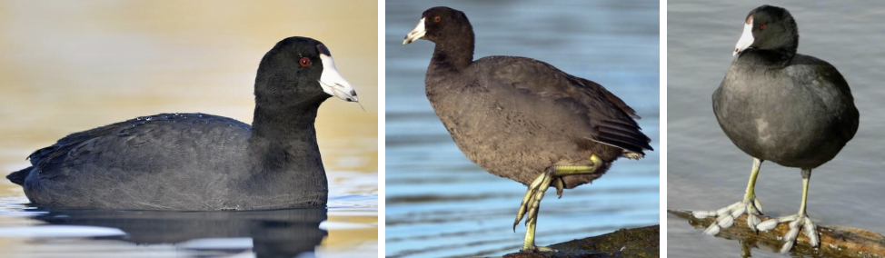 <ul><li><p><span style="background-color: transparent;"><strong>Habitat:</strong> variety of freshwater wetlands- prairie potholes, marshes, parks, etc., breeding- heavy stands of emergent aquatic veg along part of shoreline, some standing water</span><span>&nbsp;</span></p></li><li><p><span style="background-color: transparent;"><strong>Diet:</strong> mainly aquatic plants- algae, duckweed, eelgrass, sedges, terrestrial plants, sometimes grains or oak, elm, or cypress leaves, may eat insects, snails, and small verts</span></p></li><li><p><span style="background-color: transparent;"><strong>Characteristics:</strong> compact, plump black body with round head, sloping white bill, black band near tip of beak, red eyes, greenish legs, </span><span>bubble of webbing around each toe</span></p></li></ul><p></p>