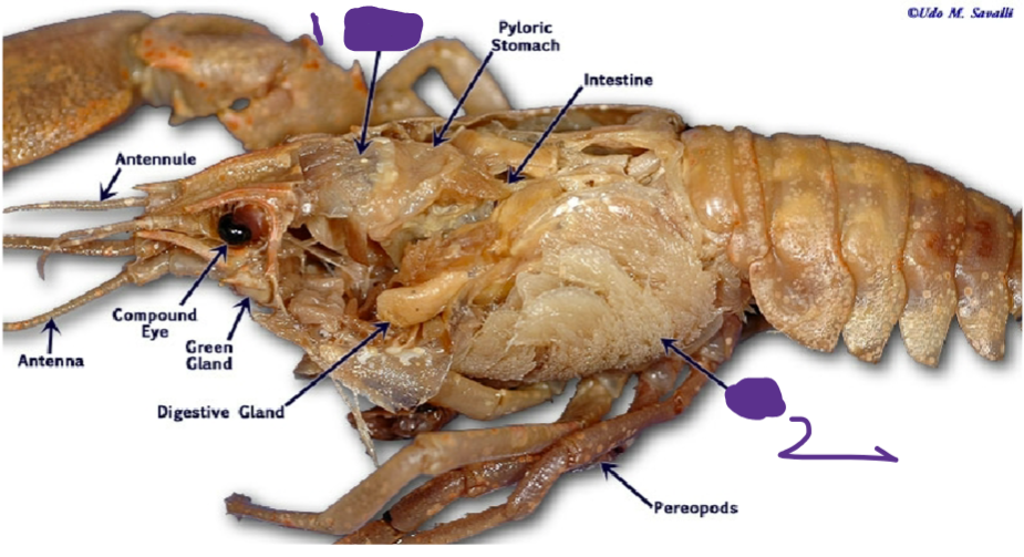 <p>arthropod finale</p>