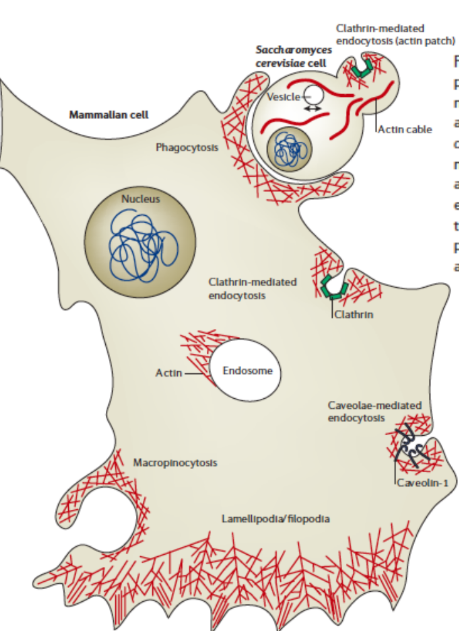 <ol><li><p>Endocytosis </p><ol><li><p>Myosins → move on actin near cell surface</p></li><li><p>Switch to MT motor-based movement on MTs</p></li></ol></li><li><p>Endosome trafficking</p><ol><li><p>Endosome rocketing = endosomes polymerize actin on one side through cytoplasm by propelling fast actin polymerization </p></li></ol></li></ol><p></p>