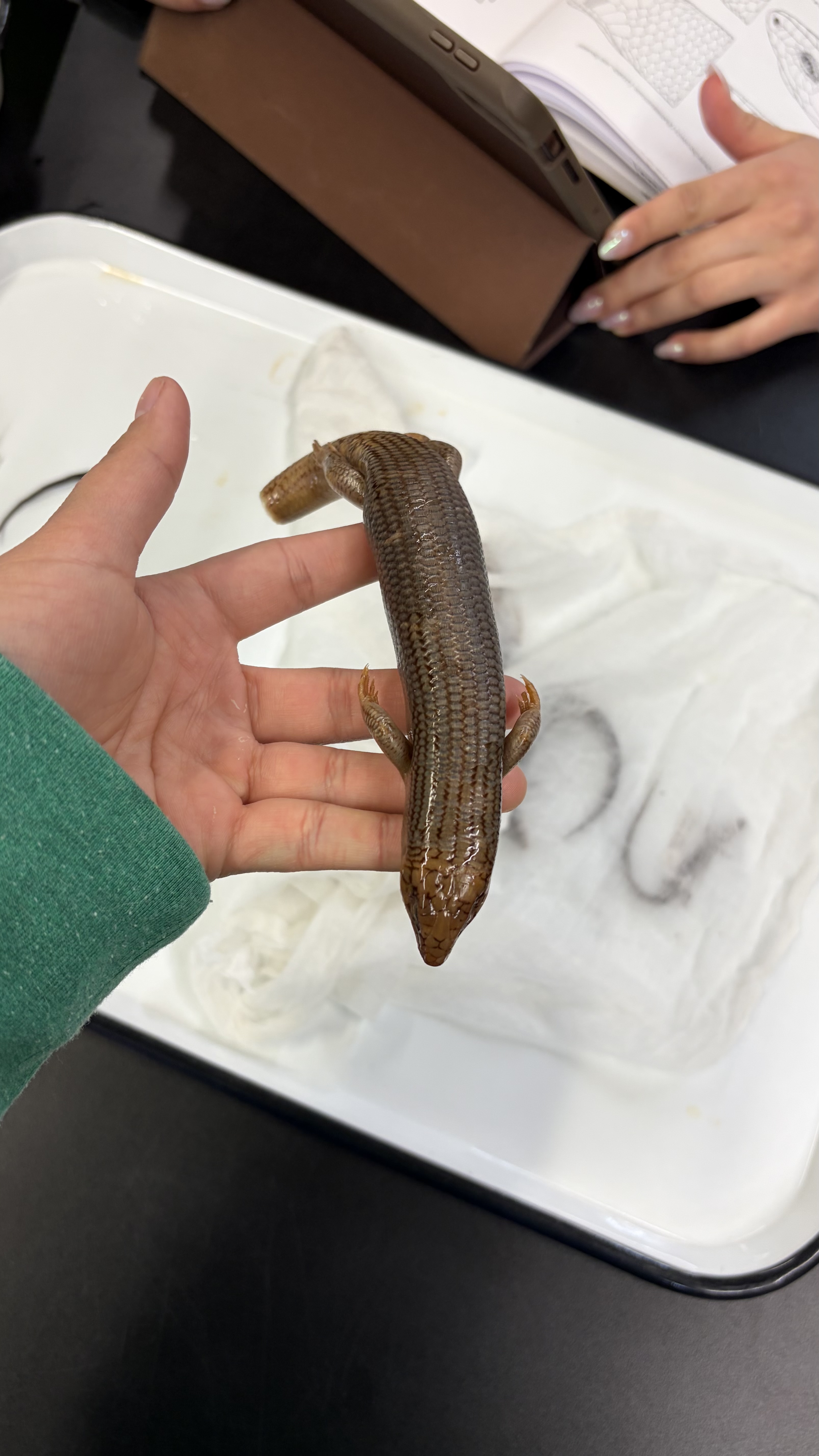 <ul><li><p>very smooth looking</p></li><li><p>pay attention to the shape of the scales</p></li></ul><p></p>