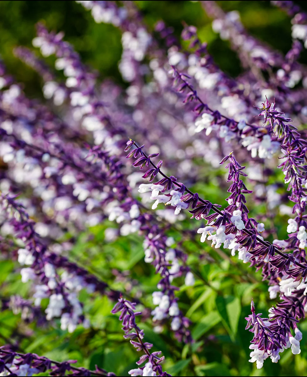 <p>Mauve and white</p>