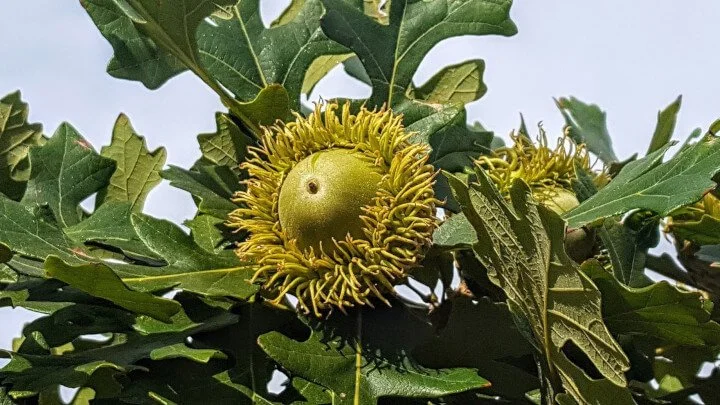 <p>Quercus Macrocarpa, Bur Oak, Fagaceae</p>